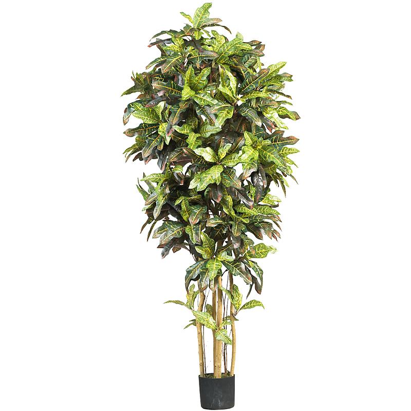 (image for) 6' Croton Silk Tree # NN5211 TEXT_CLOSE_WINDOW